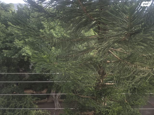 דירה, נווה דוד רמז, רעננה