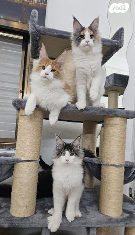 חתול מיין קון