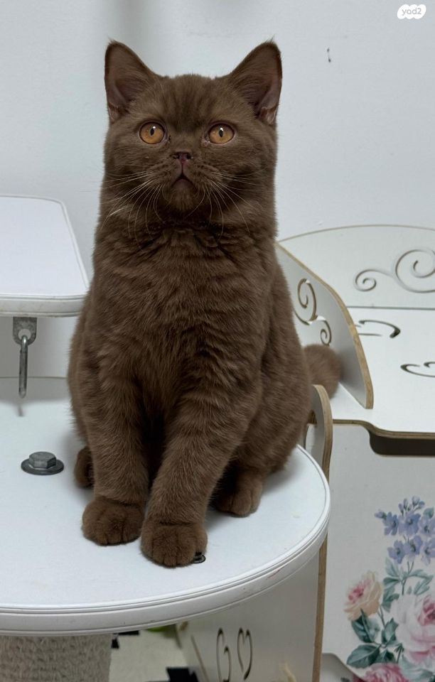 תמונת מודעה - חיות מחמד