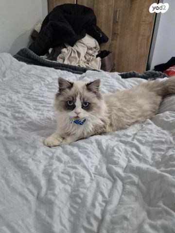 תמונת מודעה - חיות מחמד