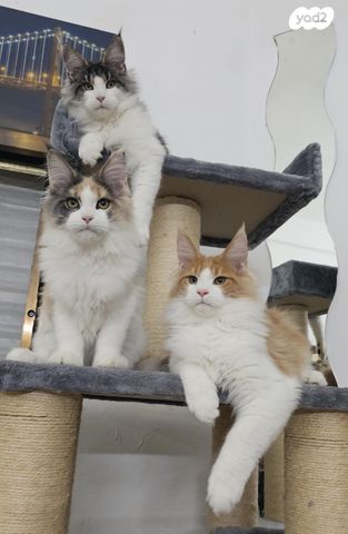 תמונת מודעה - חיות מחמד