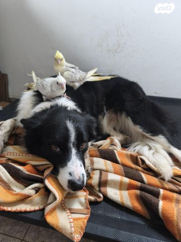 תמונת מודעה - חיות מחמד