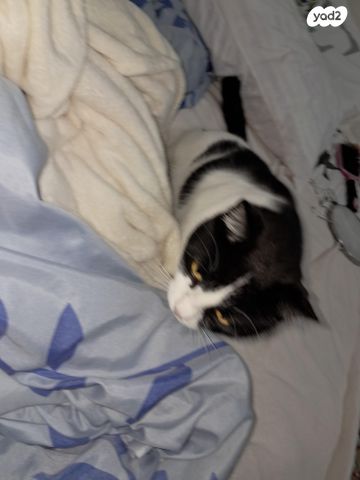 תמונת מודעה - חיות מחמד