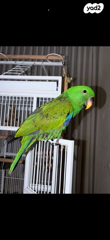 תמונת מודעה - חיות מחמד