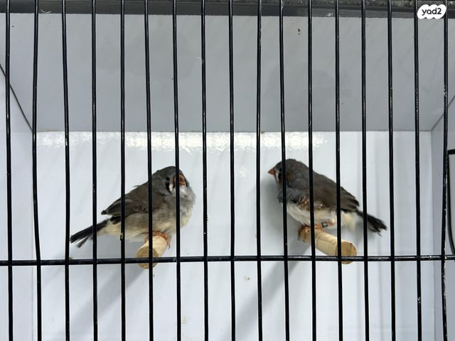 תמונת מודעה - חיות מחמד