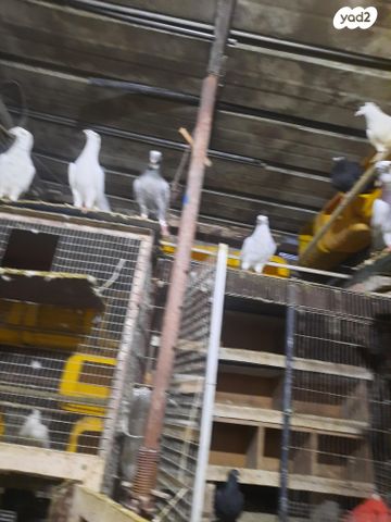 תמונת מודעה - חיות מחמד