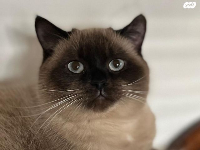 תמונת מודעה - חיות מחמד