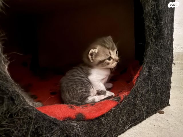 תמונת מודעה - חיות מחמד