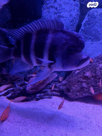 תמונת מודעה - חיות מחמד