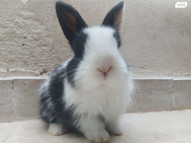 תמונת מודעה - חיות מחמד