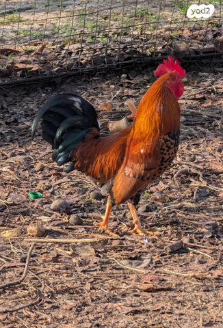 תמונת מודעה - חיות מחמד