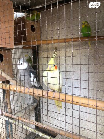 תמונת מודעה - חיות מחמד