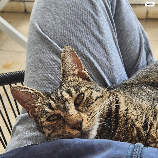 תמונת מודעה - חיות מחמד