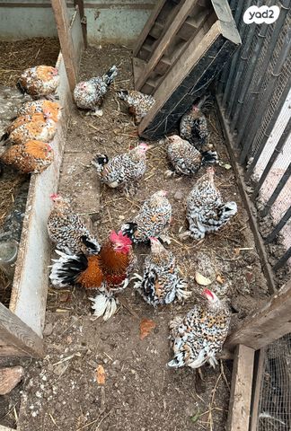 תמונת מודעה - חיות מחמד