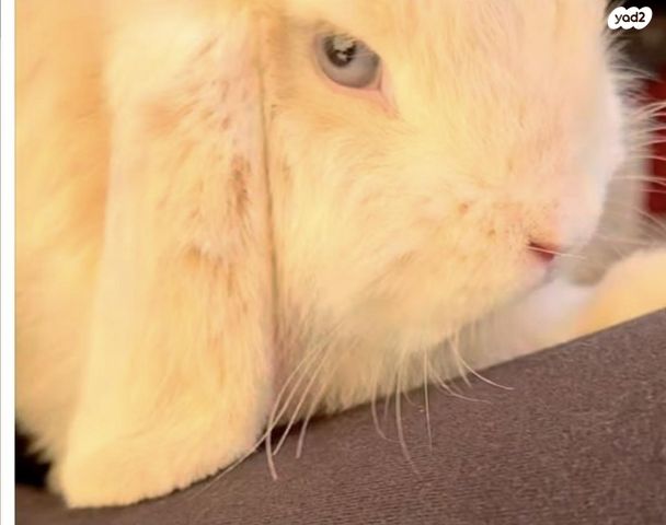 תמונת מודעה - חיות מחמד