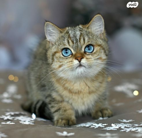 תמונת מודעה - חיות מחמד