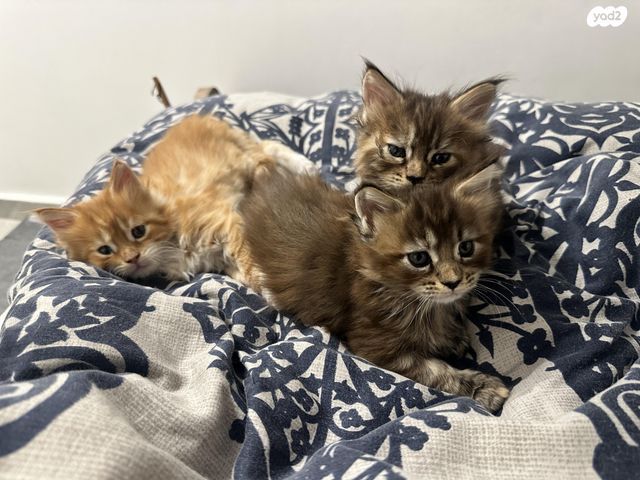 תמונת מודעה - חיות מחמד