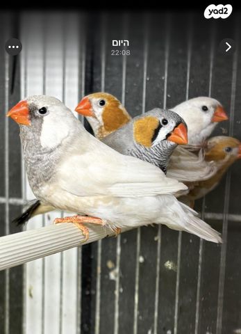 תמונת מודעה - חיות מחמד