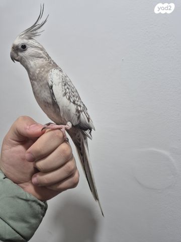 תמונת מודעה - חיות מחמד