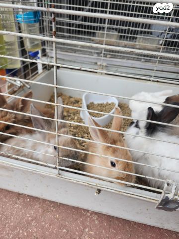 תמונת מודעה - חיות מחמד