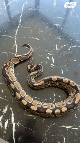 תמונת מודעה - חיות מחמד