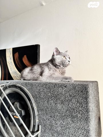 תמונת מודעה - חיות מחמד