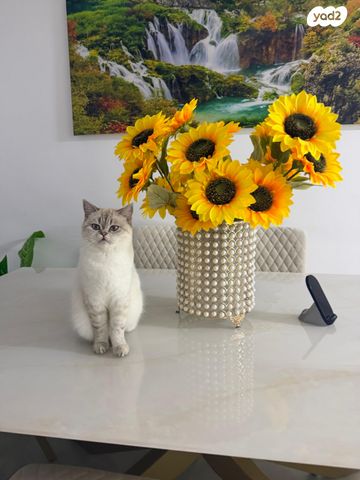 תמונת מודעה - חיות מחמד