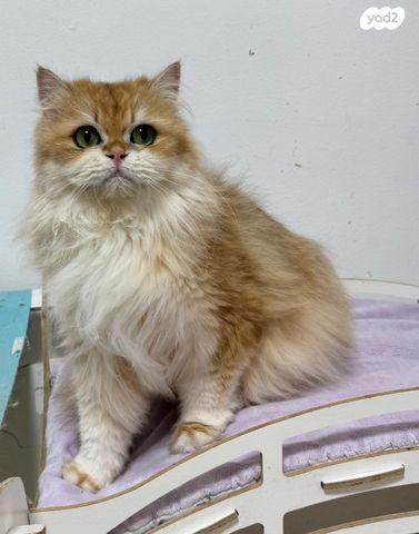 תמונת מודעה - חיות מחמד