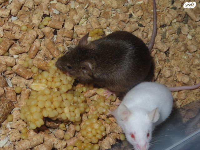 תמונת מודעה - חיות מחמד