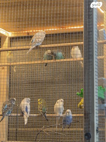 תמונת מודעה - חיות מחמד