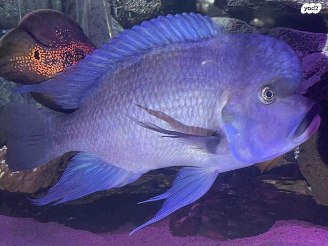 תמונת מודעה - חיות מחמד