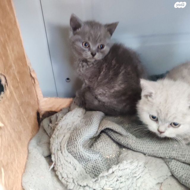 תמונת מודעה - חיות מחמד