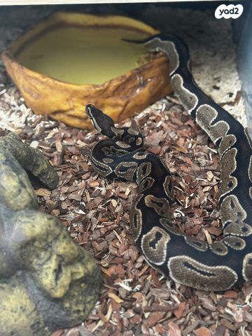 תמונת מודעה - חיות מחמד