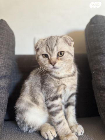 תמונת מודעה - חיות מחמד