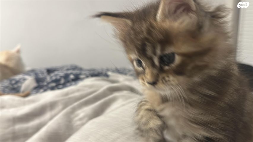 חתול מיין קון