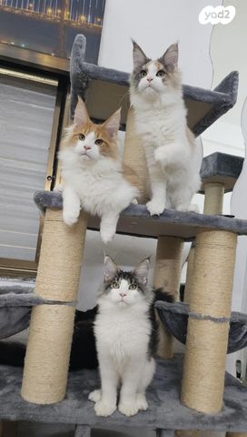 חתול מיין קון