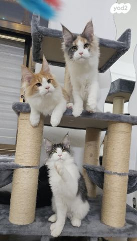 חתול מיין קון