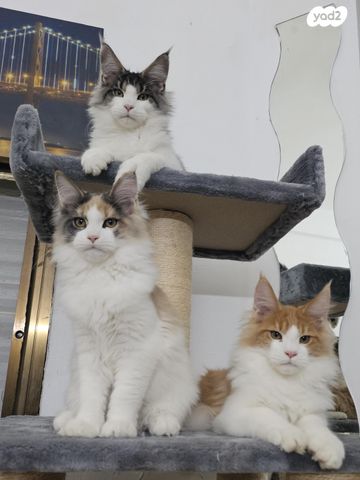 חתול מיין קון