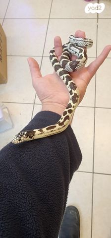 תמונת מודעה - חיות מחמד