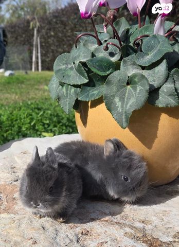 תמונת מודעה - חיות מחמד
