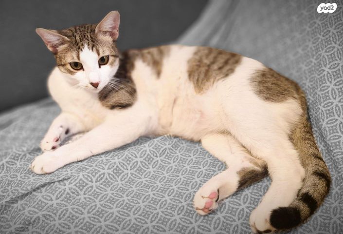 תמונת מודעה - חיות מחמד