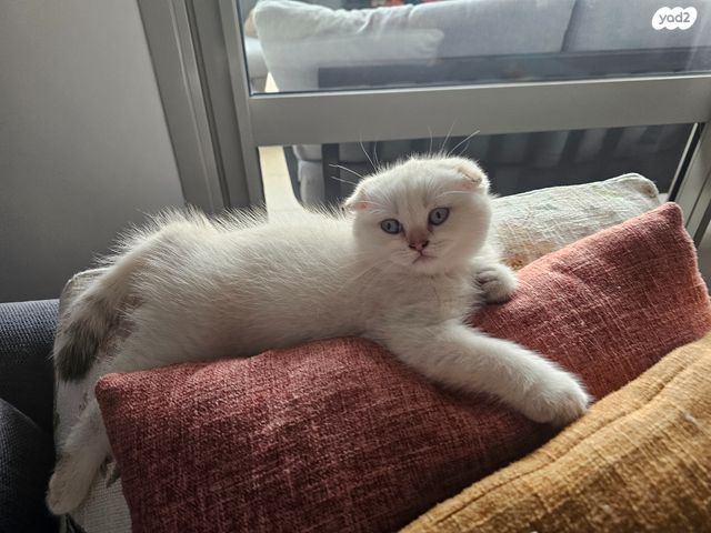 תמונת מודעה - חיות מחמד