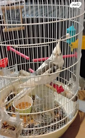 תמונת מודעה - חיות מחמד