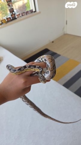 תמונת מודעה - חיות מחמד