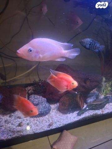 תמונת מודעה - חיות מחמד