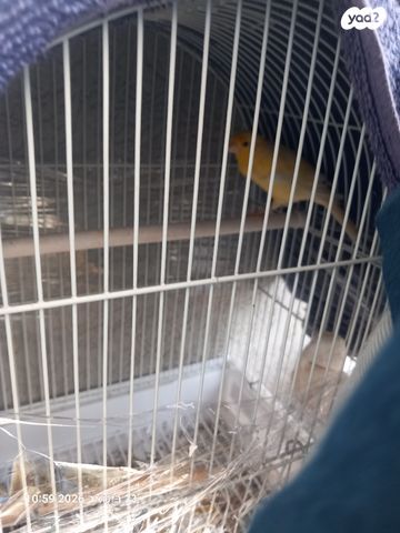 תמונת מודעה - חיות מחמד