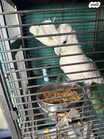 תמונת מודעה - חיות מחמד