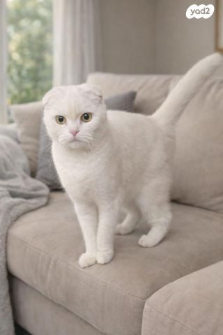 תמונת מודעה - חיות מחמד