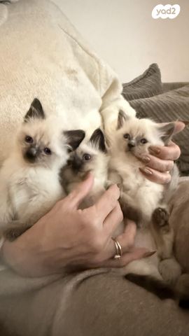 תמונת מודעה - חיות מחמד