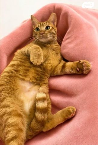 תמונת מודעה - חיות מחמד